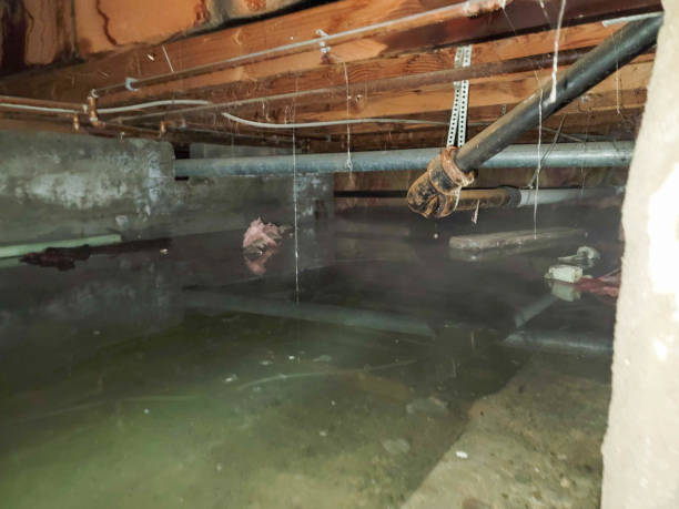 Best Water damage restoration near me  in Mound Bayou, MS
